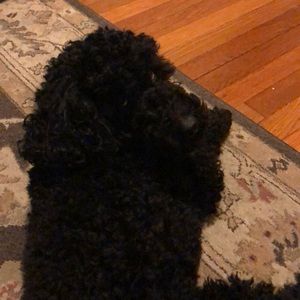 Meet your Posher, Tina